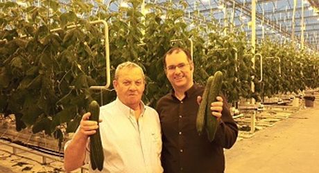 First cucumbers Serres Toundra-Canada on their way to customers